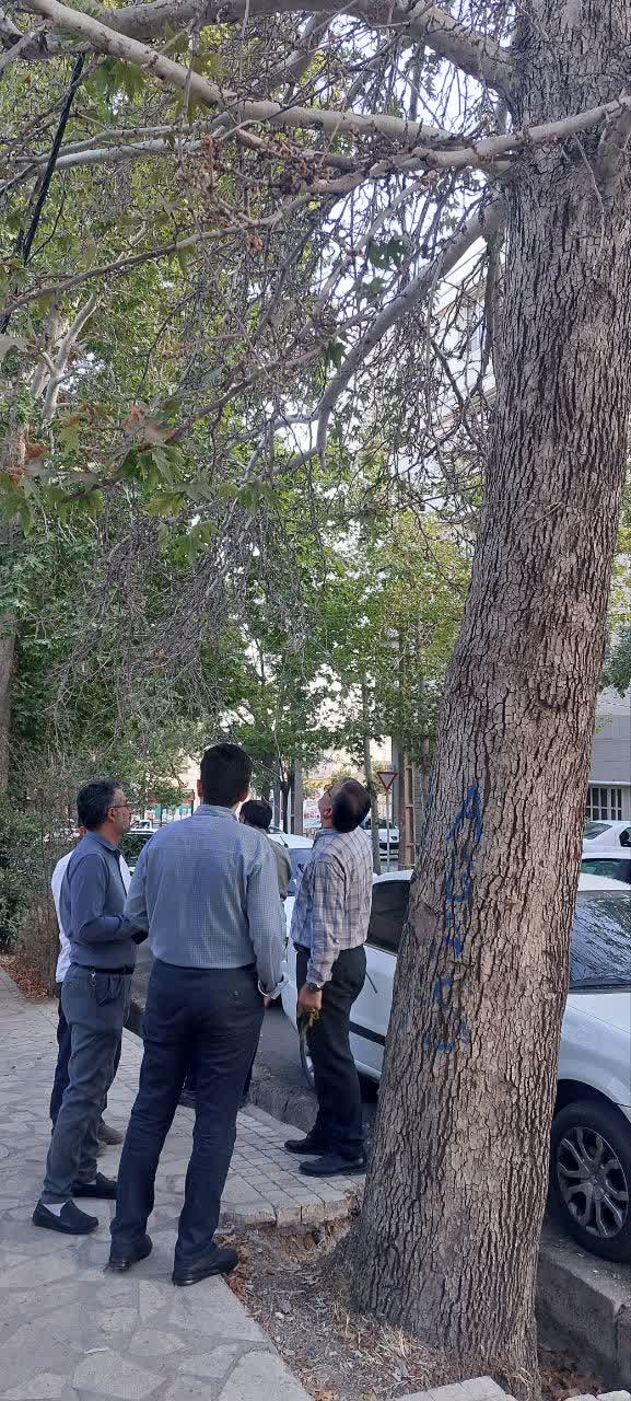 بازدید میدانی شهردار و شورای اسلامی شهر از فضای سبز شهری بازدید میدانی شهردار و شورای اسلامی شهر از فضای سبز شهری